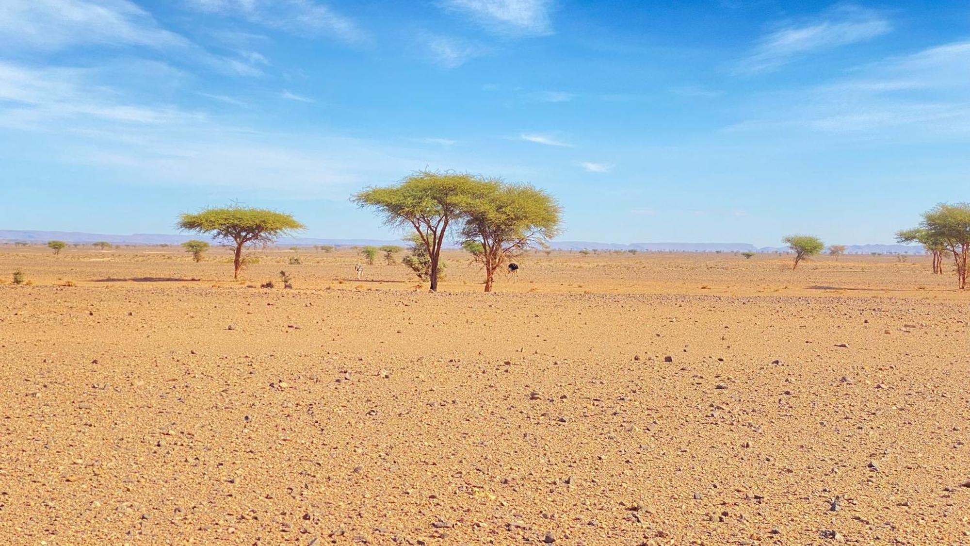 Atta Desert Camp El Gouera Ngoại thất bức ảnh